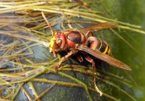 Połóż przed domem i podpal. Dla szerszeni to najgorszy zapach