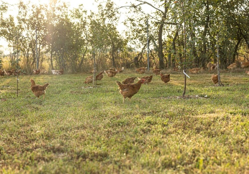 Od rosołu po nuggetsy. Kurczak w dziecięcym menu