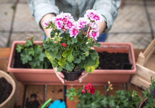 Zakazana lista na osiedlach. Spółdzielnie każą wykopać i nałożą karę