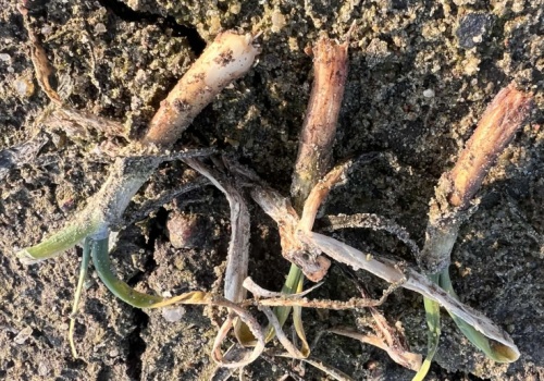 Wyjątkowo trudny sezon dla producentów cebuli ozimej. Rolnicy likwidują plantacje