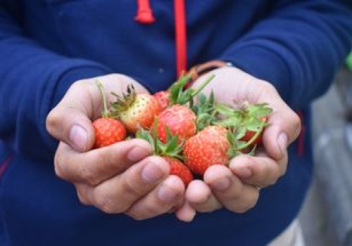 Mówią, ile zapłacimy w tym roku za truskawki. Tanio nie będzie