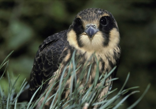 Mało kto potrafi złapać w locie szybkie jerzyki. Ten ptak to potrafi