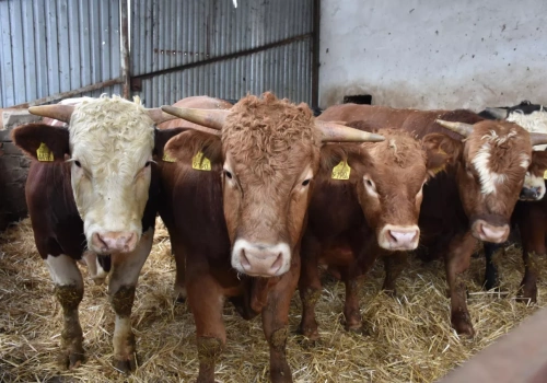 Ceny bydła przed Wielkanocą 2026. Ile dziś płacą za byka, jałówkę i krowę?