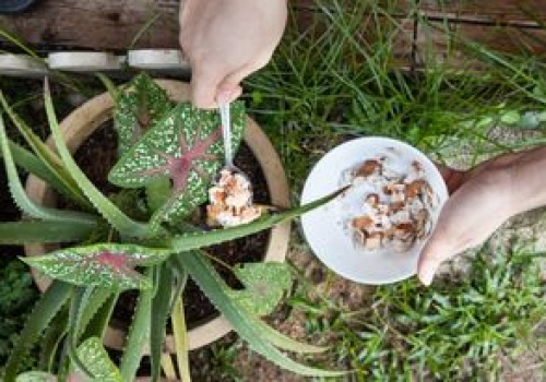 Wystarczy pokruszyć i podsypać. Rośliny ci za to podziękują