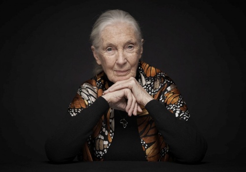 Już za trzy dni pierwszy Światowy Dzień Jane Goodall