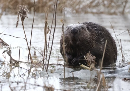 Leśnicy zadecydowali w sprawie odstrzału bobrów. „To wielka sprawa”