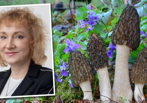 Te grzyby pojawiły się już w lasach. Pachną jak wołowina, ale to nie koniec niespodzianek