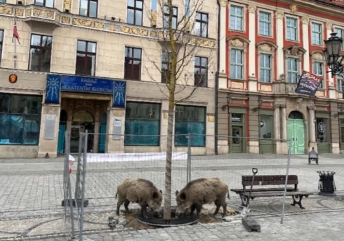 Dziki wtargnęły na wrocławski Rynek. Pomyliły go z lasem!