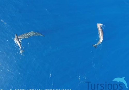 Po raz pierwszy opisano kaszaloty zderzające się głowami