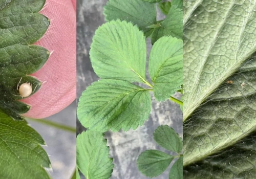 Szkodniki atakują truskawki – to nie żart!