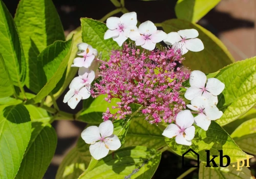 Ta hortensja radzi sobie tam, gdzie inne giną. Ogrodnicy są zachwyceni
