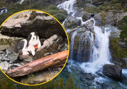 Mokra i wyczerpana czekała tydzień na właścicielkę. Poruszająca historia z happy endem