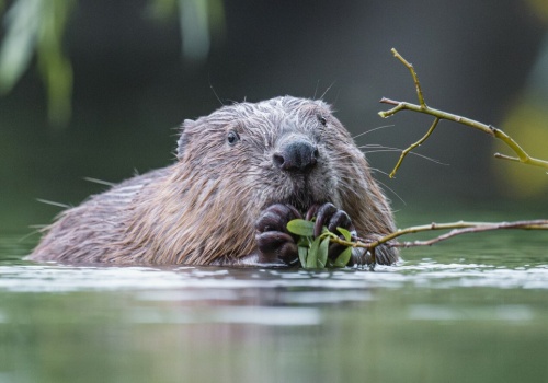 Leśnicy chcieli zabić 35 bobrów. W sprawie nastąpił nagły zwrot