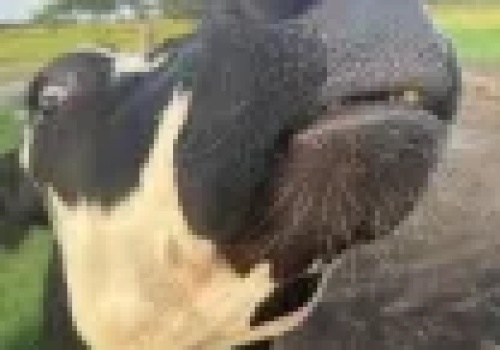 Ubój rytualny zwierząt w polskich rzeźniach