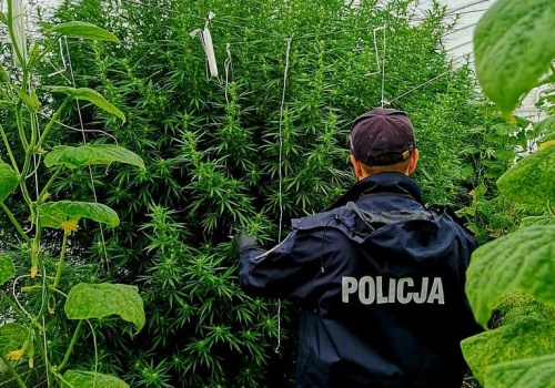 BĘDZIE KONIEC KAR ZA MARIHUANĘ? Posłanka z Kalisza zapowiada przełomowy projekt