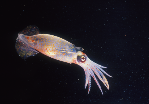 Oceaniczni spryciarze przetrwali katastrofę w miejscu, które wyglądało jak koniec świata