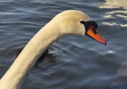 Głusk: spór o ratowanie łabędzia. Dwie wersje jednego zdarzenia