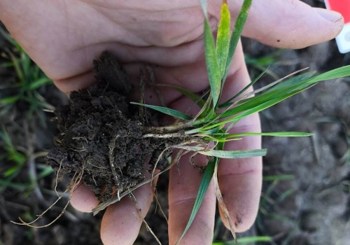 Regulator nie może opóźniać zabiegu T1