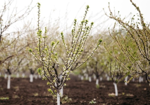 Pęknięta kora po zimie? Prosty trik uratuje twoje drzewa owocowe