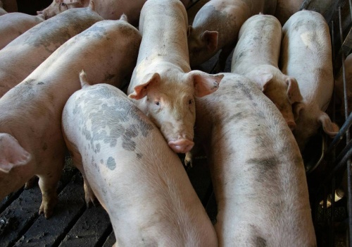 Chiny w pułapce nadprodukcji świń. To wina ferm-wieżowców?