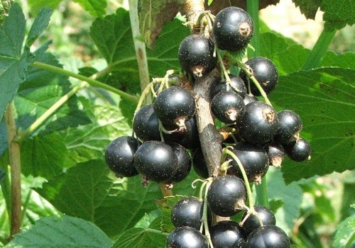 Ten domowy trik działa cuda. Porzeczki aż uginają się od owoców