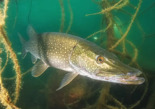 Padał rekord za rekordem. Wędkarze mieli dużo szczęścia, tyle mierzyła najdłuższa ryba