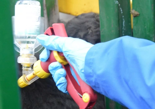 Niebieski język znów uderzy w stadach bydła. Dlaczego warto szczepić?