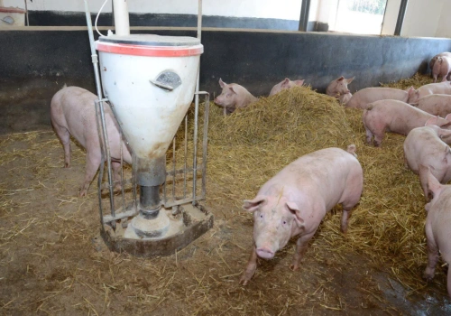 Ceny świń w dół. Sprawdź, ile zakłady płacą za tuczniki