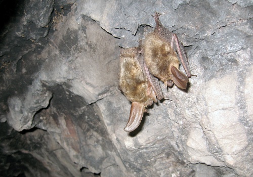 Nietoperze wpuściły turystów do jaskiń