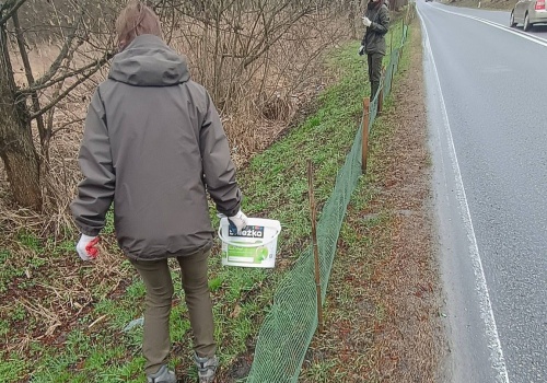 Bezpieczna droga do wody. Trwa akcja ratowania płazów we Wrzelowieckim Parku Krajobrazowym