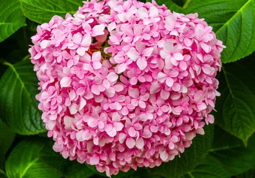 Wcale nie fusy. Sypię coś innego pod hortensje i kwiaty robią się intensywniejsze. Koszt? 0 zł