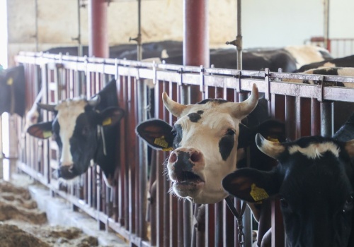 Rolnicy nie będą odpowiadać za odór i hałas. Kontrowersyjny projekt rządu