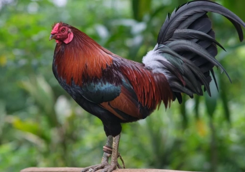 Myszołów zakażony wirusem ptasiej grypy. Ostrzeżenie dla kilku miejscowości w Gminie Chojnice