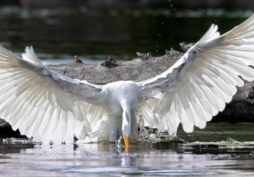 Międzynarodowy Dzień Ptaków 2026. Gdzie są ptaki, tam jest woda