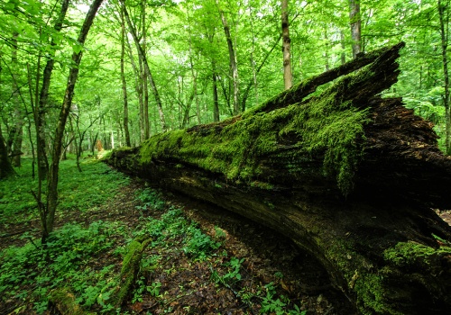 Zadłużony las. Europejska roślinność nie nadąża za tempem ocieplenia klimatu