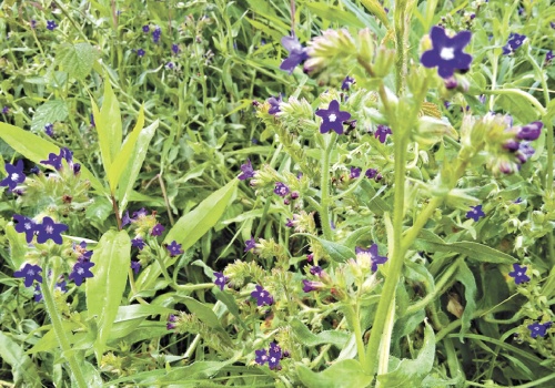 Kwitnąca Karyntia. Kraina nieskoszonej trawy