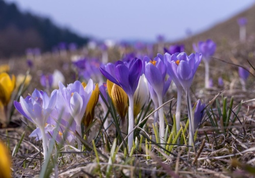 Krokusy przykryła biała pierzynka. Czy w tym roku jest jeszcze szansa na zdjęcia z kwietnymi łąkami?