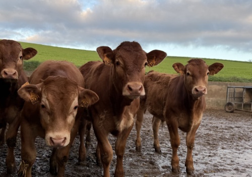 Masz zwierzęta? Jeśli tego nie zgłosisz, niczego nie sprzedasz. Rolnicy mają czas do 18 czerwca