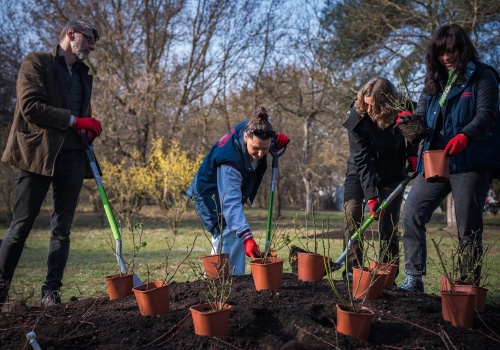 Nowe pole różane na Polu Mokotowskim. Zasadzono ponad 30 odmian kwiatu