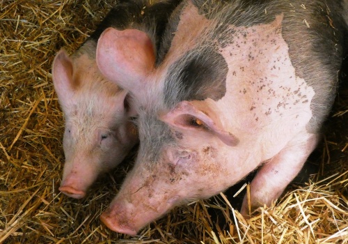 Pomoc dla hodowców świń. Jest plan, ale bez przełomu