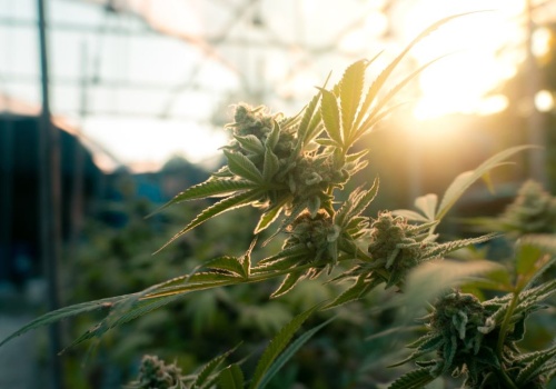 Kombinat Konopny na giełdzie. Rekordowy pierwszy dzień z TKO. Ale na prawdziwy debiut muszą poczekać