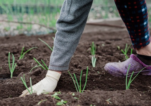 Kiedy sadzić cebulę do gruntu? Sprawdź terminy dla rozsady