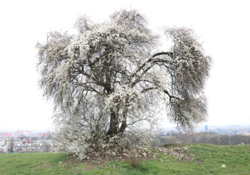 Śliwa na Kopcu Krakusa znów przyciąga uwagę. Zaczęło się kwitnienie