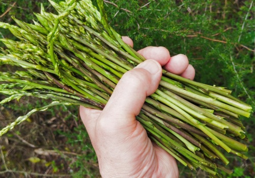 Polacy mają notoryczne niedobory. Skutki: demencja, zmęczenie, anemia