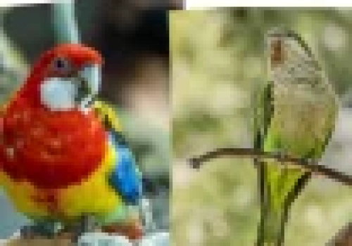 Papugi w Polsce to już fakt. Pełną inwazję powstrzymuje tylko jedno