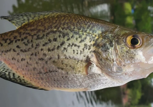 Wędkarze ustanowili nowy rekord. Był nie do pobicia przez 16 lat
