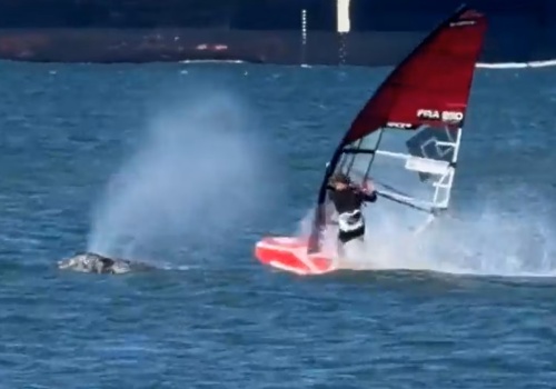 Zderzenie na wodzie, którego nikt się nie spodziewał. Windsurfer kontra wieloryb