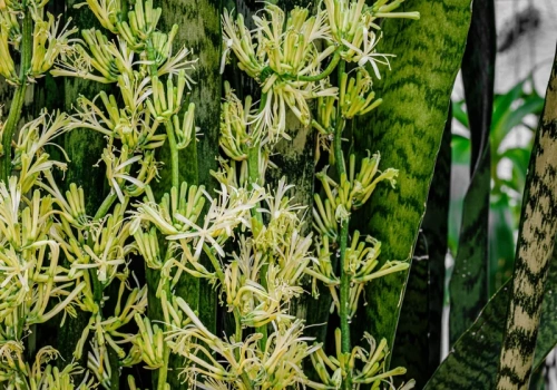 Sansewieria pachnąca wanilią. Nie podlewaj, nie dodawaj nawozu, a może doczekasz się cudu