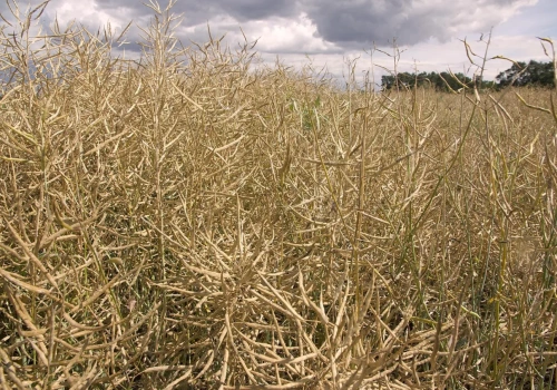 Wzrasta eksport oleju rzepakowego z Ukrainy, ile wjechało do Polski? Jakie ceny rzepaku przed Wielkanocą?