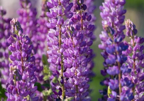 To ostatni moment na wysiew łubinu. Jeśli go przegapisz, nie zakwitnie